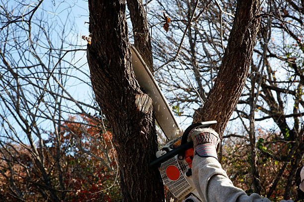 Trusted Cameron Park, TX Tree Removal Services Experts