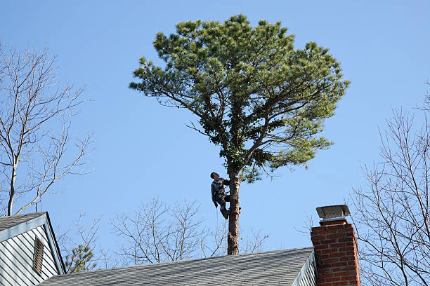 Best Leaf Removal  in Cameron Park, TX