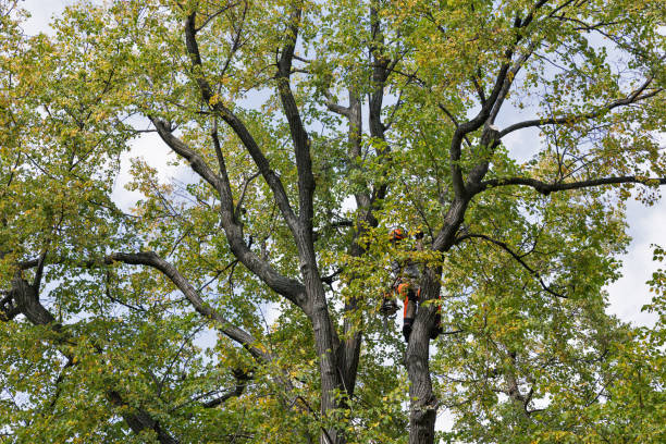 Best Hazardous Tree Removal  in Cameron Park, TX